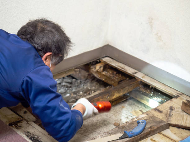 Best Commercial Mold Removal  in Tonkawa, OK