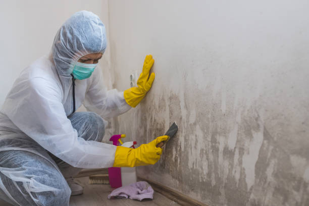 Best Mold Remediation Services  in Tonkawa, OK