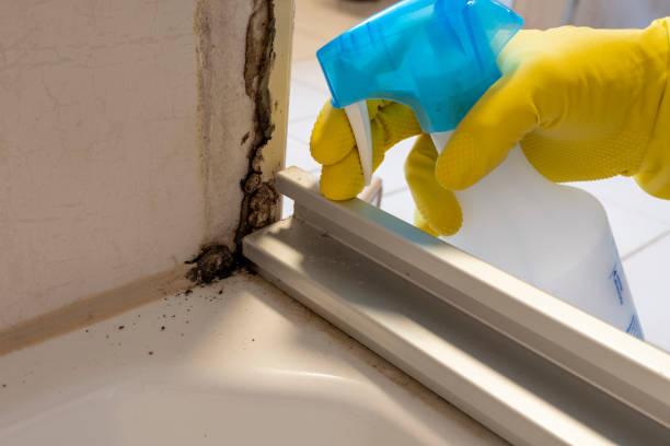 Best Best Mold Removal Companies  in Tonkawa, OK