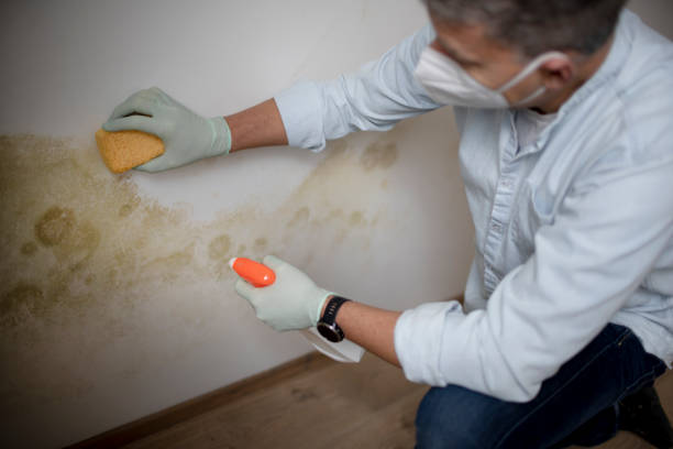 Best Fast Mold Removal  in Tonkawa, OK