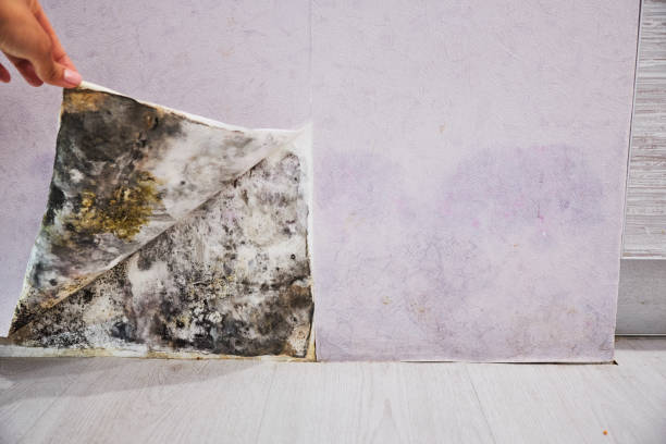 Best Attic Mold Removal  in Tonkawa, OK